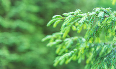 Spruce branches as a background