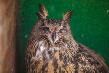 Portrait of brown owl, close up of wild bird, sitting calm, yellow eyes half closed, green background 