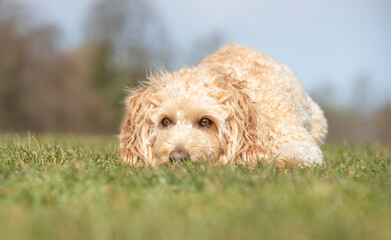 Labradoodle