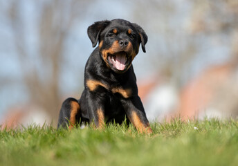 Happy Rottweiler puppy outdoor