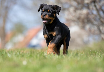 Happy Rottweiler puppy outdoor