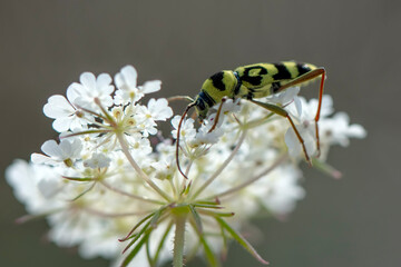 Close up  beautiful  yellov insect in the garden