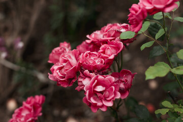 pink rose bush