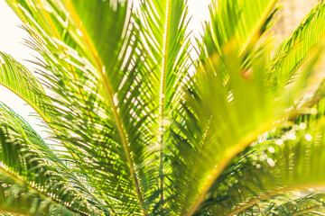 Close up of top of a palm tree branch on the tropical beach. Background, copy space, travel, summer concept. Flat lay
