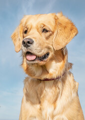 golden retriever dog