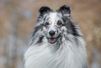 collie