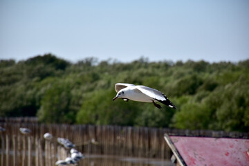 The seagulls on air above the sea water surface view horizon at Samutprakan, Thailand