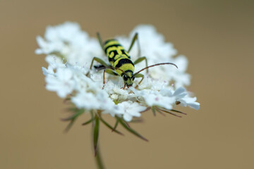 Close up  beautiful  yellov insect in the garden