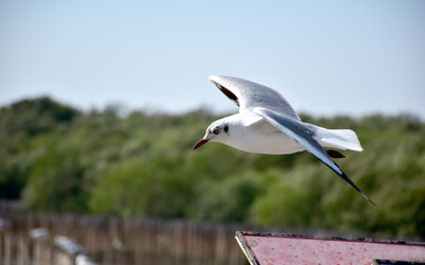 Fototapeta premium The seagulls on air above the sea water surface view horizon at Samutprakan, Thailand