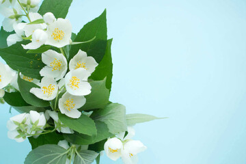 small white flowers with leaves on a blue background, on the left. Beauty, freshness, a bouquet of delicate flowers. Holidays, place for inscriptions.