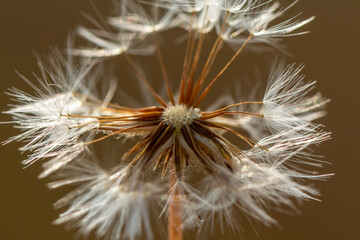 Fototapeta premium Dandelion seeds close up blowing in green background