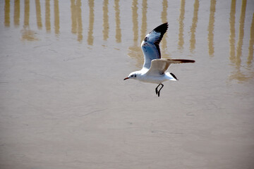 The seagulls on air above the sea water surface view horizon at Bangpu Recreation Center, Samutprakan, Thailand