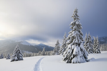 Obraz premium Beautiful landscape on the cold winter foggy morning. On the lawn covered with snow there is a trodden path leading to the high mountains with snow white peaks, trees in the snowdrifts.