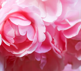 Soft focus, abstract floral background, pink rose flower. Macro flowers backdrop for holiday brand design