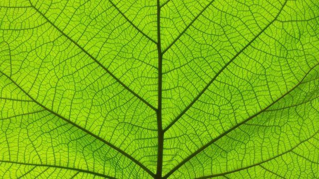 Cinemagraph of leaf changing colors with seasons