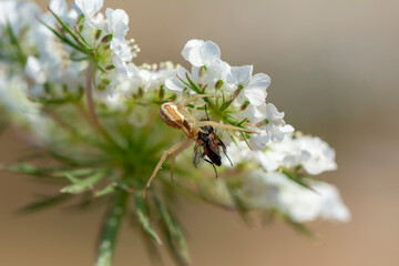 spider feasting on fly. Macro photo