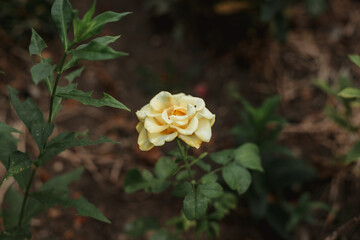 yellow rose on a green background