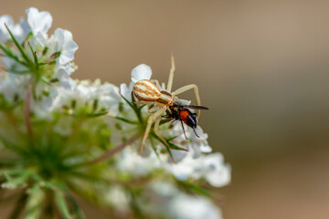 spider feasting on fly. Macro photo