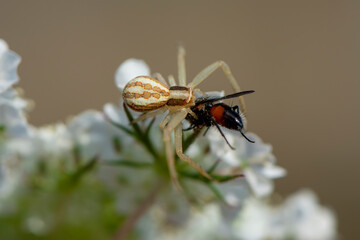 spider feasting on fly. Macro photo