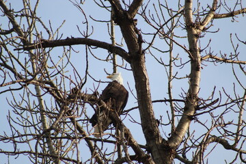 Bald eagle in tree