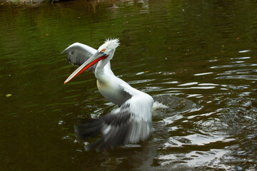 wild white pelican with feathers and wings and an orange beak on the surface of a lake in the wild. the sun reflects on the water