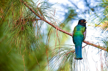 Trogon bird of iridescent blue and green plumage posing from back on a pine with clean background in the middle of tropical nature