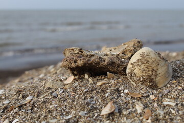 shell on the beach
