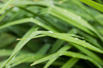 raindrops on the leaves
