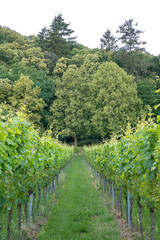 Fototapeta na wymiar Vines and vine plants in the Southern Palatinate in Germany