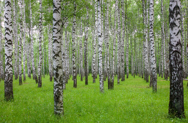 Birch grove in green grass on a summer morning