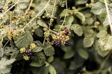 blackberries blooming in the tree