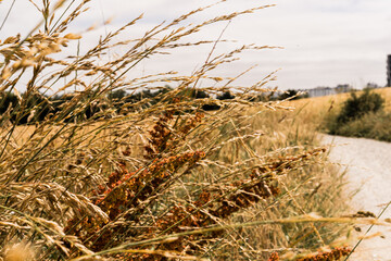 Fototapeta premium Wheat on a field countryside