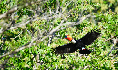 Toucan touched or large toucan flying with open wings in the middle of the jungle with the green background. High quality image of tropical fauna and birds