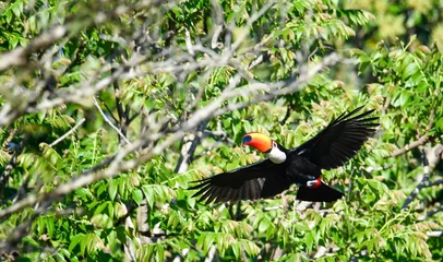 Gordijnen Toucan touched or large toucan flying with open wings in the middle of the jungle with the green background. High quality image of tropical fauna and birds © Bioaudiovisual