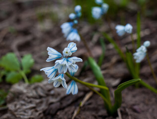 snowdrop