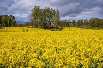 rapeseed field in spring