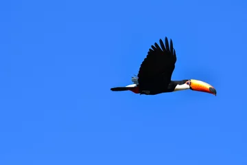 Vlies Fototapete Tukan Tropischer Tukan, der mit offenen Flügeln in den blauen Himmel fliegt. Toco Tukan des Waldes, einer der schönsten Vögel der Natur