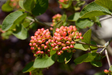 branch of wayfaring tree with red berries in july close-up view