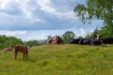 Cows in the field