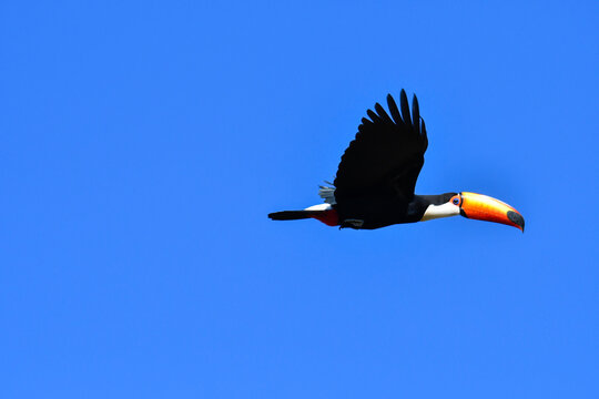 Tropical toucan flying in the blue sky with open wings. Toco toucan of the forest, one of the most beautiful bird of nature 