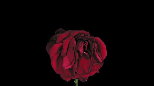 Time-lapse of dying Red Naomi rose 2x3 in RGB + ALPHA matte format isolated on black background
