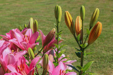 closed flower buds in the garden