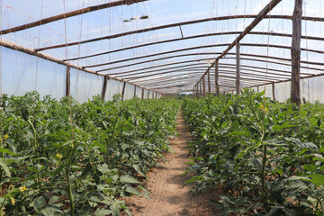 Fototapeta small greenhouse tomatoes obraz