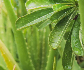 green leaf with water drops. natural relaxing concept
