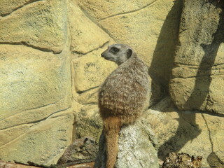 Suricate de dos.