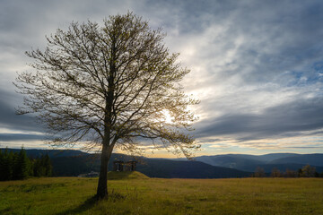 Baum im Gegenlicht auf dem Weg zum Arber im Bayerischen Wald