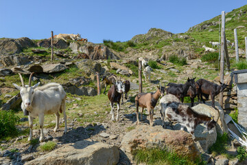 Goats returning to the farm from pastures on Capriasca valley in Switzerland