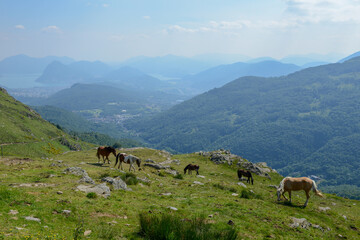 Obraz premium Grazing horses at a farm on Capriasca valley over Lugano in Switzerland