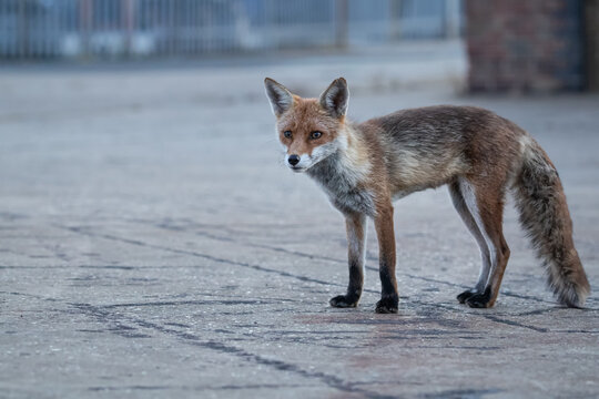 Red fox vixen standing on pavement with grey background.