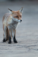 Red fox vixen standing on pavement with grey background.
